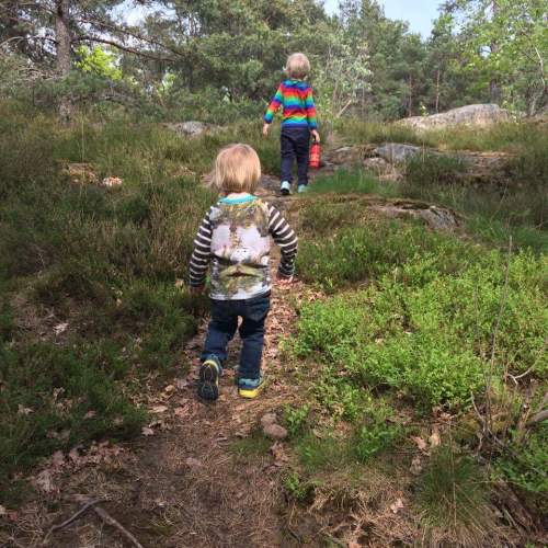Strövvänliga stigar bland blåbärsbuskar i Trolldalen