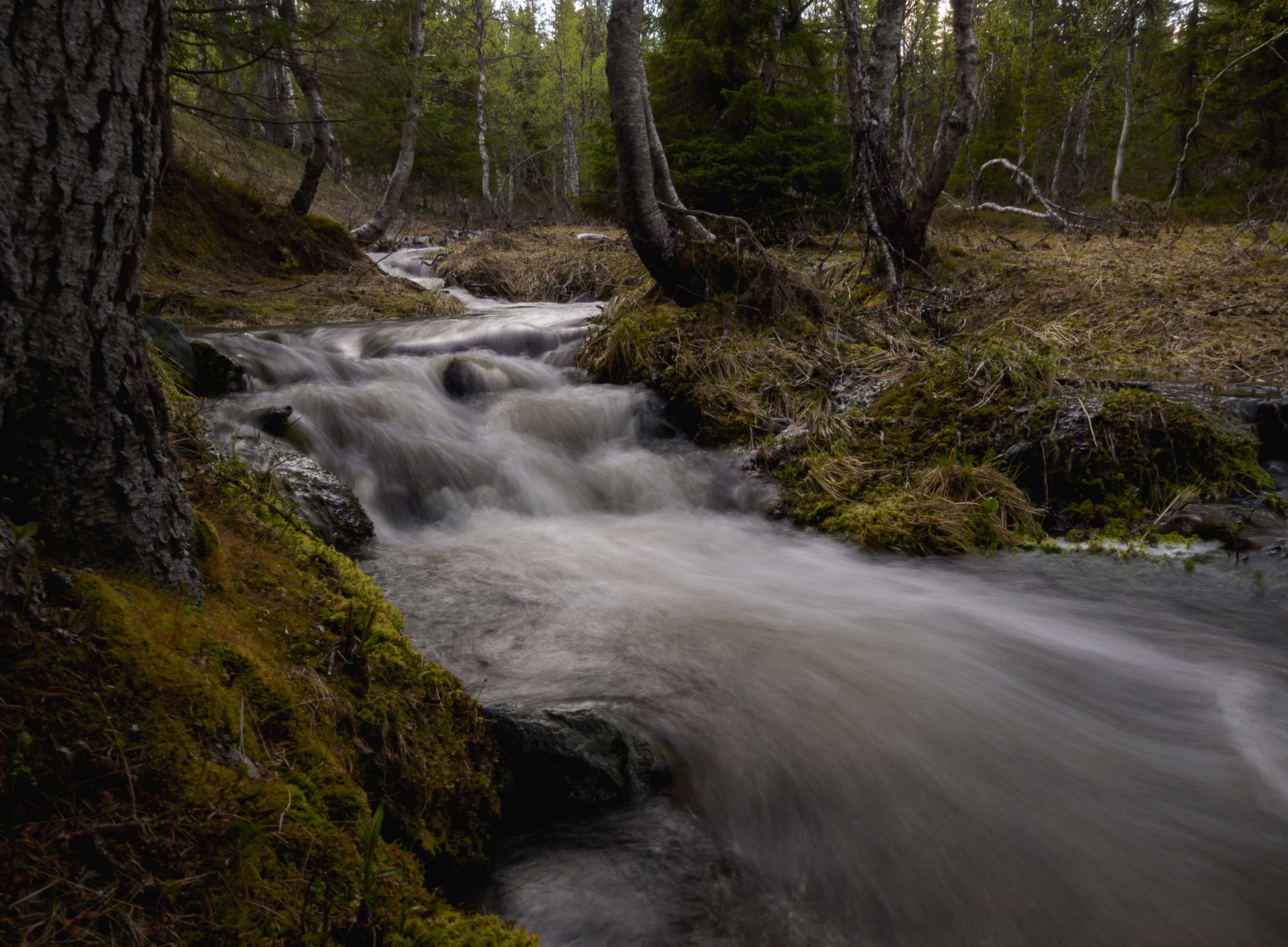 A stream in Gitsfjällets Nature Reserve.