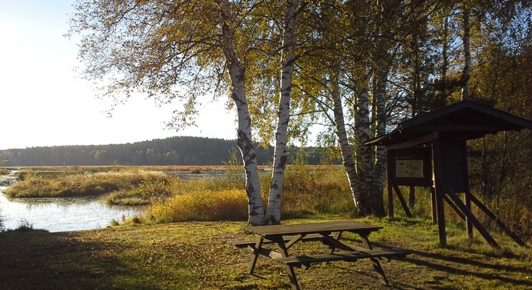 Vid Ålsjön kan du sätta dig och fika alldeles vid strandkanten och sedan följa spången bort längs sjön.