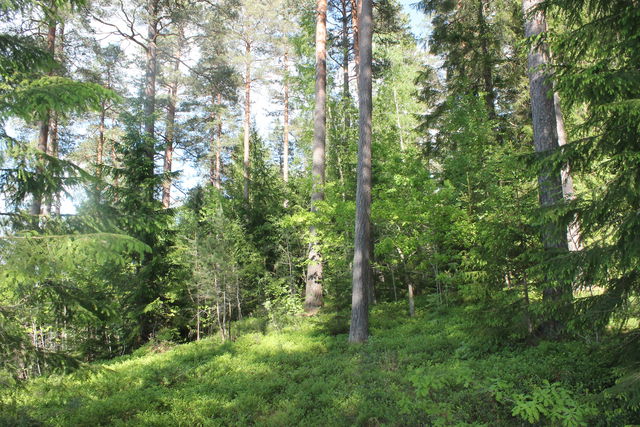 Lustigkulle naturreservat