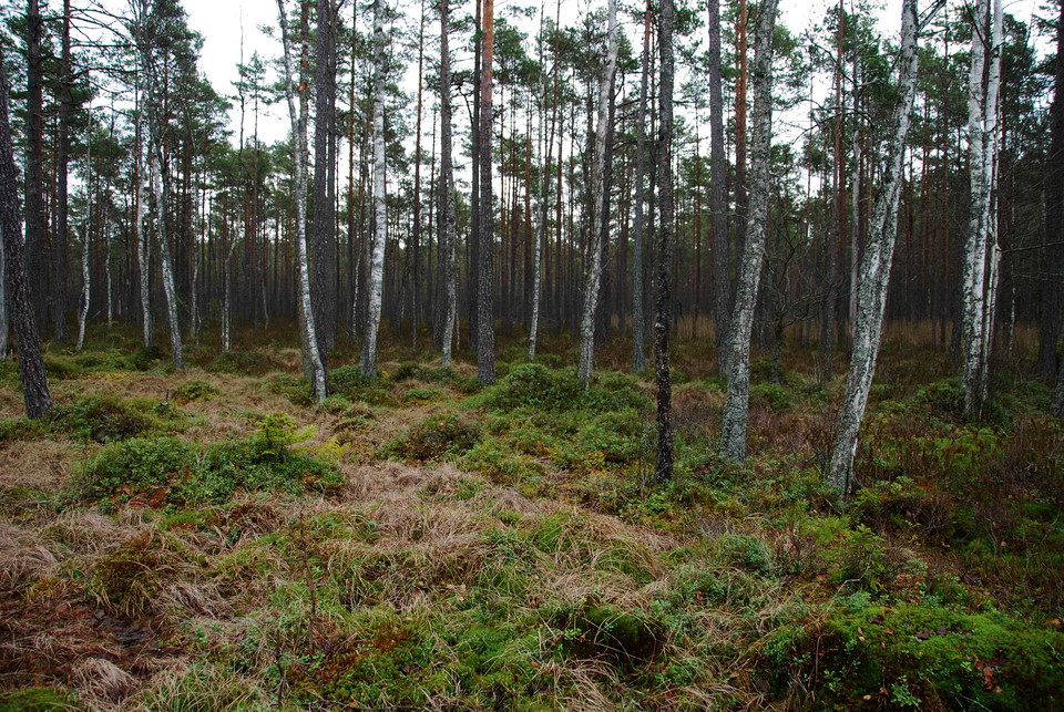 Horsmossen vid Horssjöarna