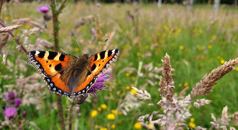 En vacker fjäril sitter på en tistel på slåtterängen i reservatet. 