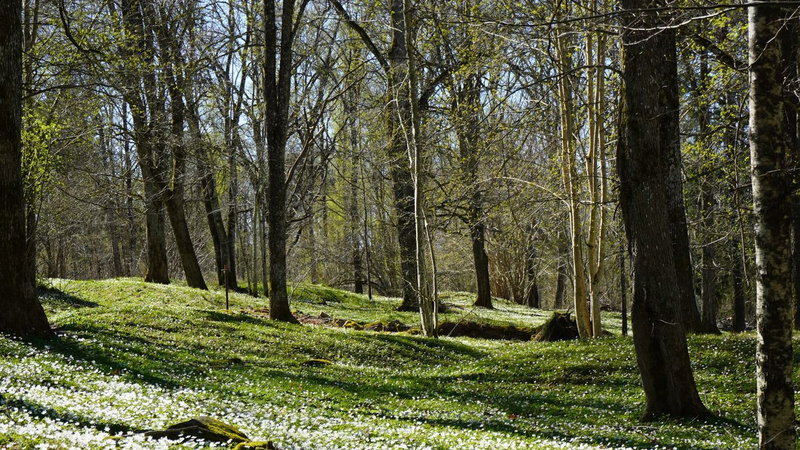 Lökene Grave field