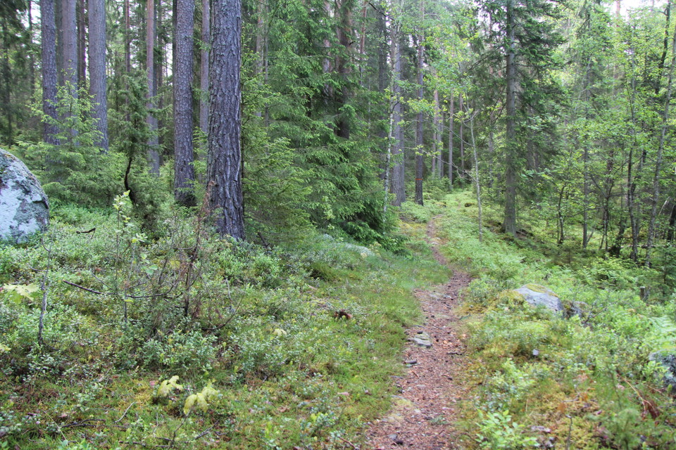 Stig som leder fram i skogen.