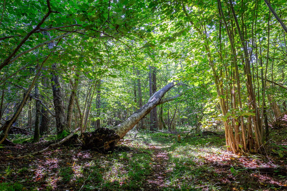 Tätvuxen skog med vandringsled.