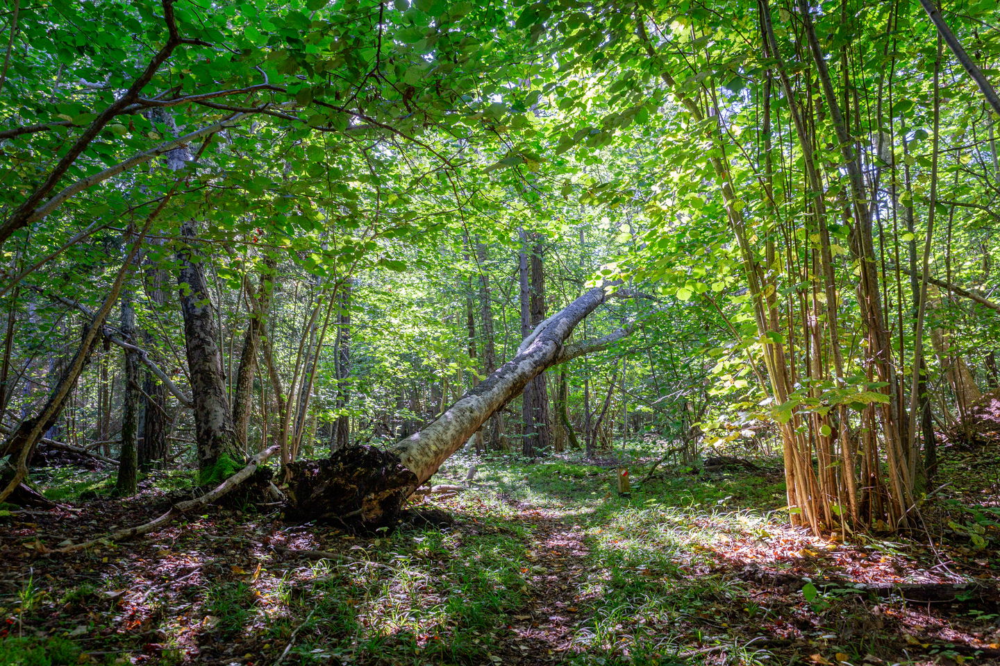 Tätvuxen skog med vandringsled.