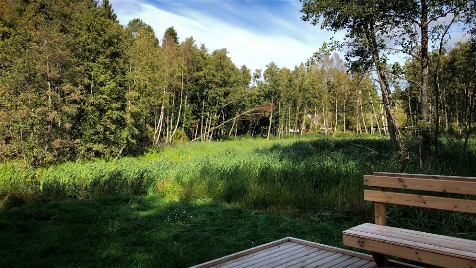 Träbänk och brygga invid våtmarken Eriksömaren.