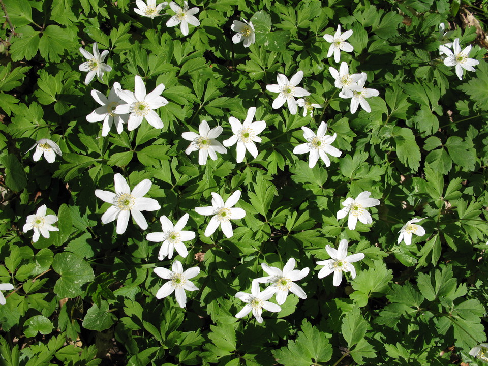 Närbild på flera vita blommor.