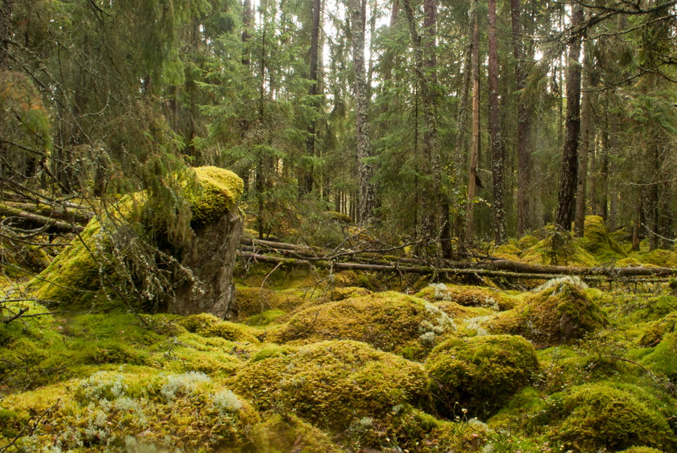Fotograf: Tobias Ivarsson