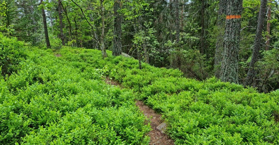 Leden går till största delen i fin skog. På flera platser finns gott om blåbärsris.
Glotternskogen
Etapp: H-tallen Rundslinga
Norrköping