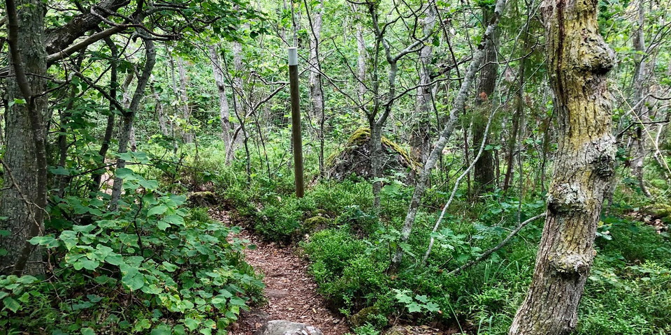 Vandringsled genom skog
