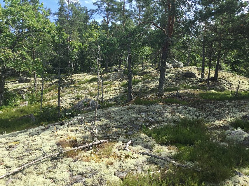 Varerande landskap i Bellbergets naturreservat