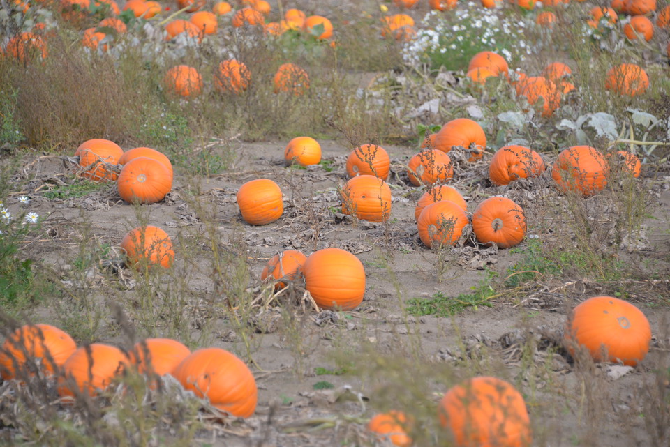 På hösten firas halloween med pumpor och spökrundor.