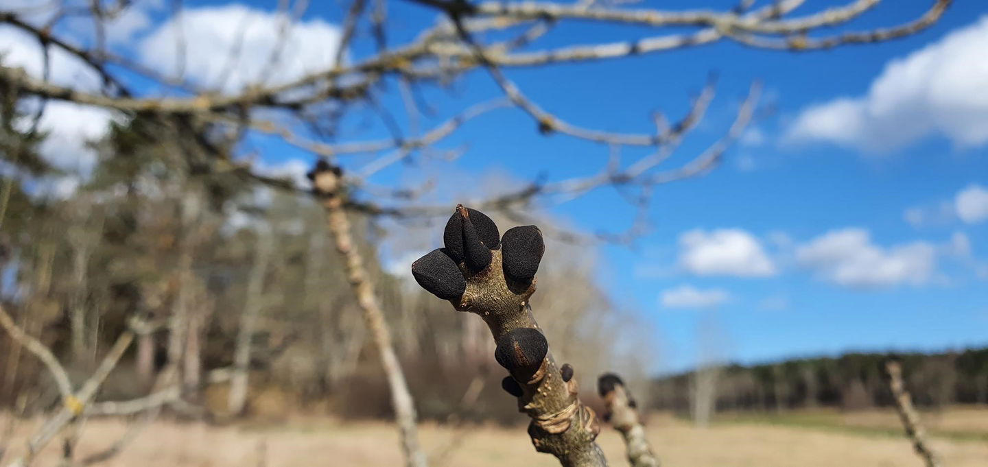 I området växer mycket askar. Askens knoppar är svarta. En minnesregel är Ask= Alltid svarta knoppar.