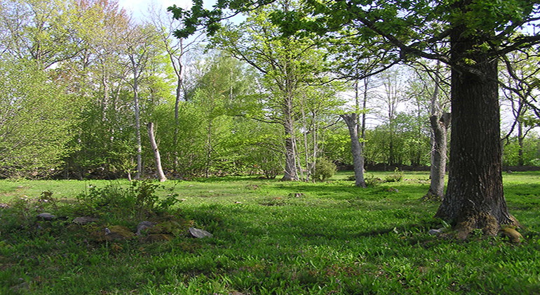 Fjelebo slåtteräng