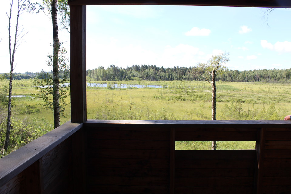 Utsikt från fågeltornet