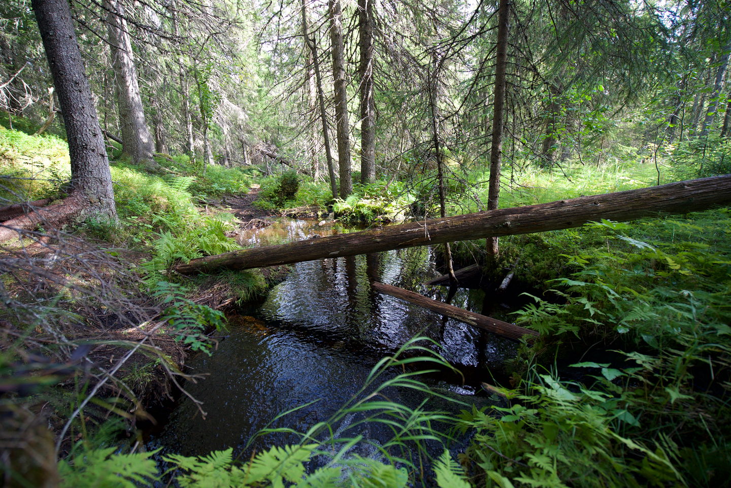 Guldbäcken.