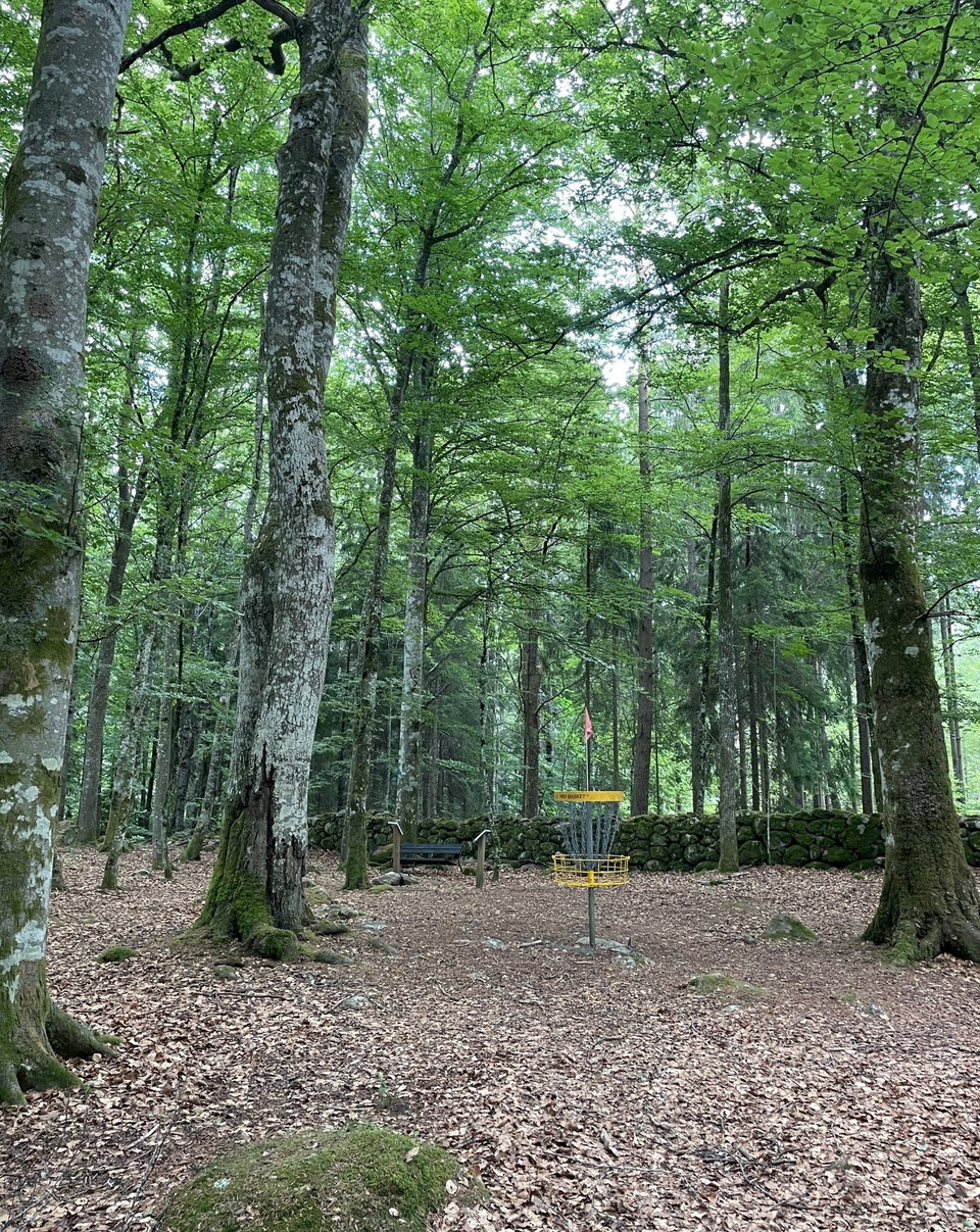 Discgolf i skogen
