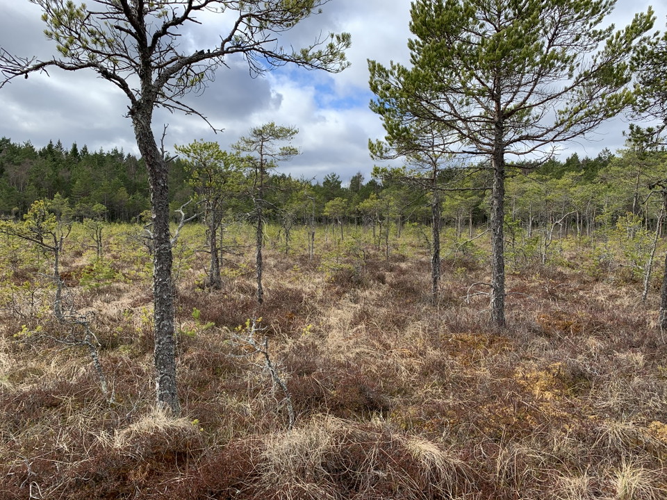 Kornamossen med krumma tallar och doft av skvattram. 