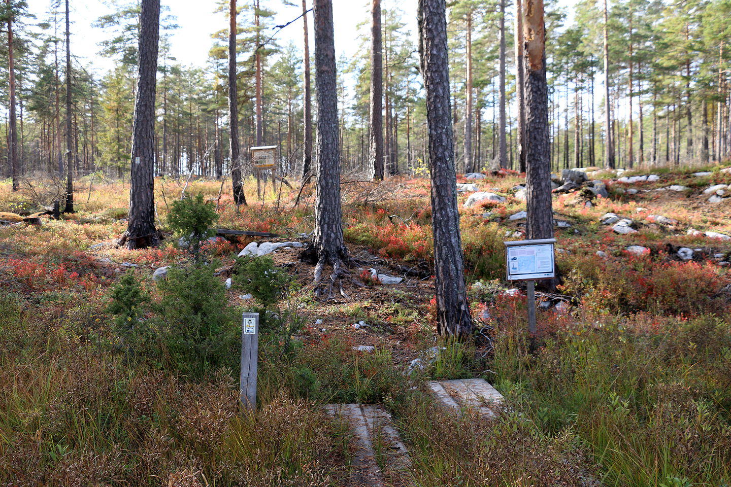 Del av spång in mot myrholme. På fastmarken står två skyltar och det finns en stolpe med taiga-markering.