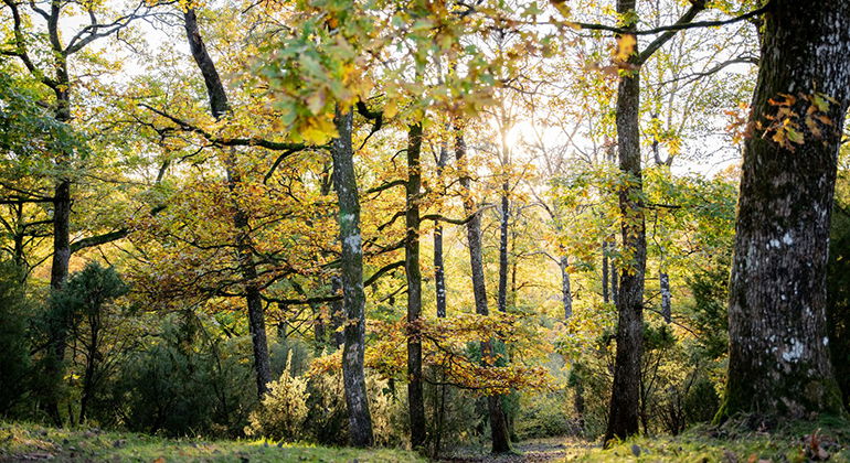 vy in mot skog