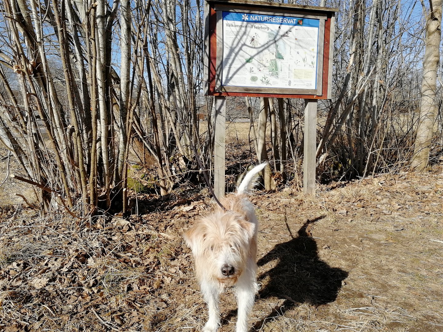 Kopplad hund i naturreservat