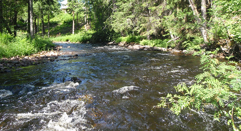Hedströmmen rinner igenom naturreservatet.
