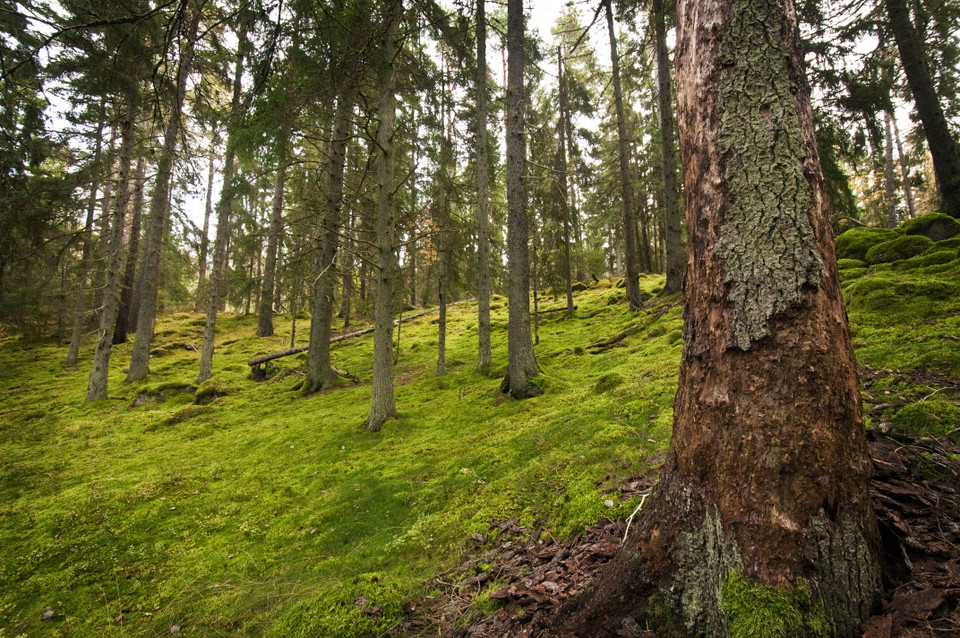 Skogsbacke med gran och grön mossa