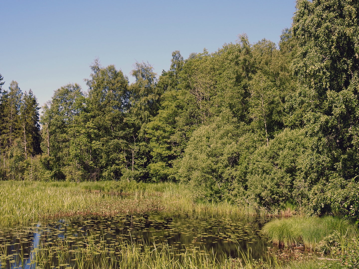 Svartån intill Hjorthagen. Foto Malin Björn