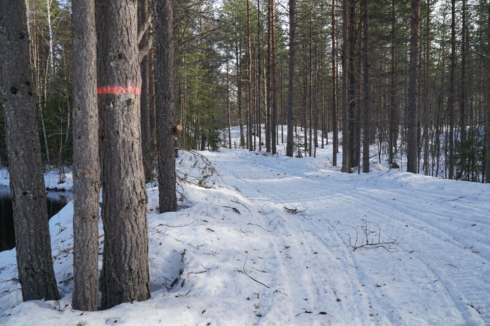 Kulturstigen promeneras även vintertid. Observera att skoteråkare också färdas längs leden.