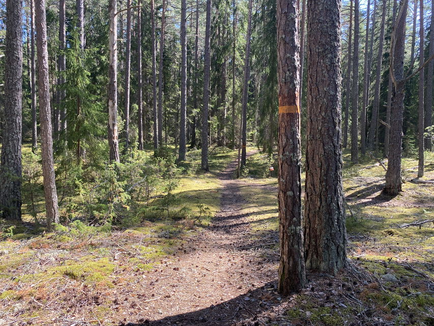 Stig i skogen markerad med orengea markeringar