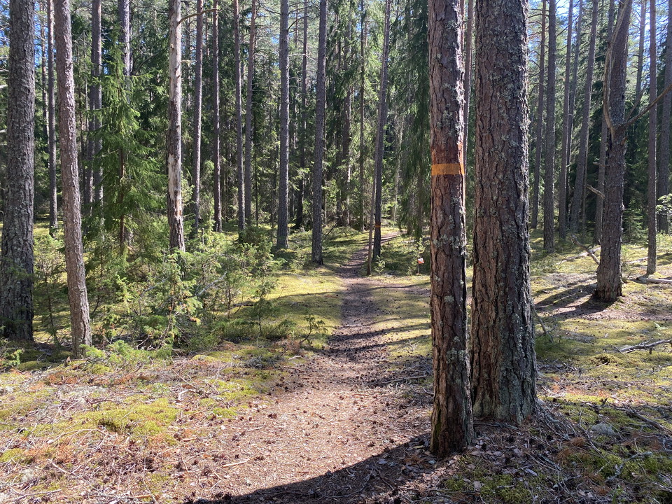 Stig i skogen markerad med orengea markeringar