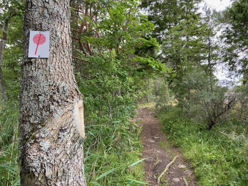 En smal stig genomom lummig lövskog