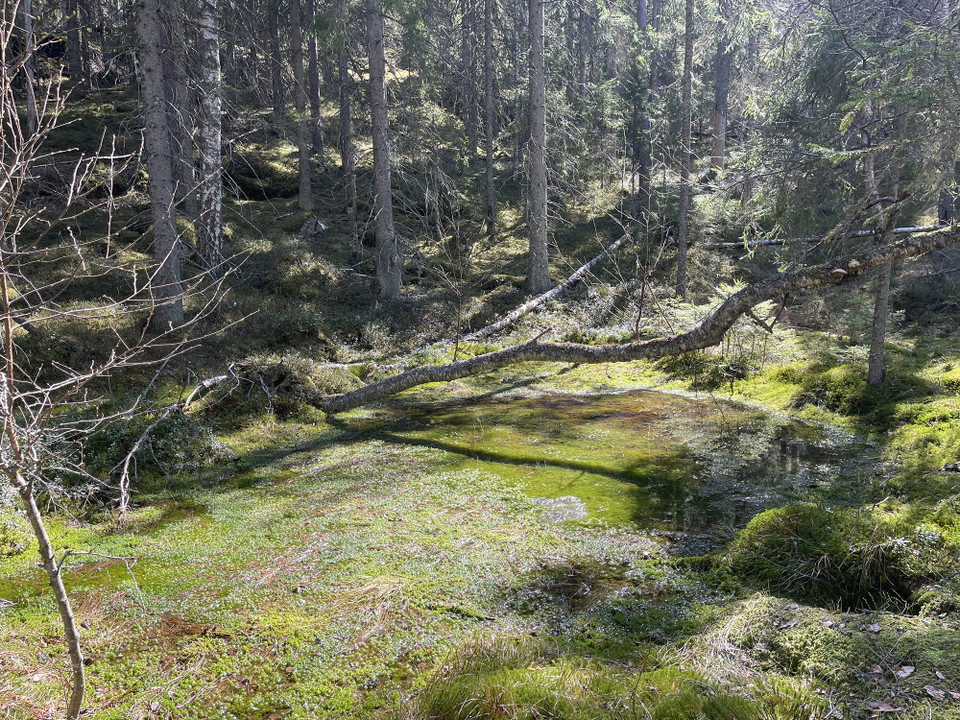 Solbelyst sänka med vatten i botten täckt med alger.