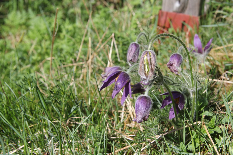 Lila blommor i gräset.