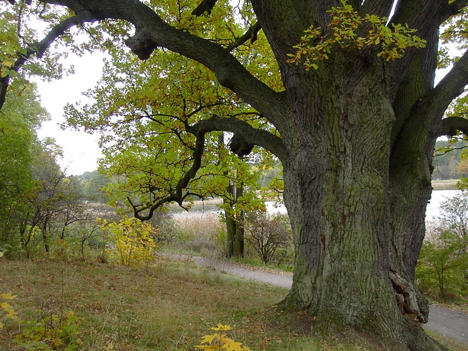 Jätteek. Naturminne. Foto Lidingö stad.