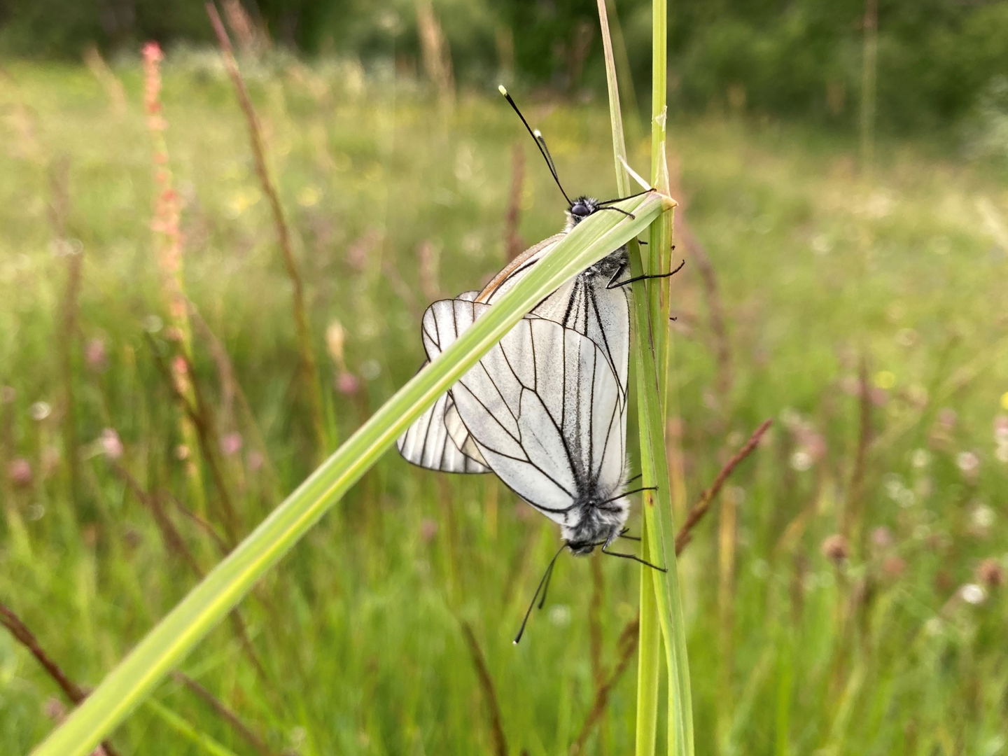 Hagtornsfjäril i juni.