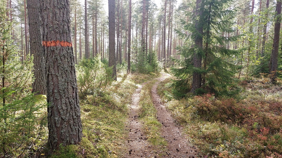 Toppleden Färila