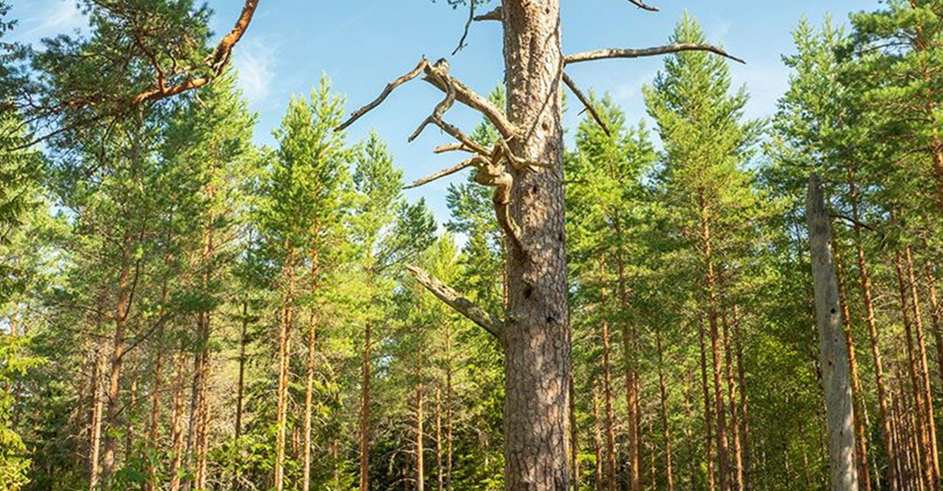 Pålsbotallen