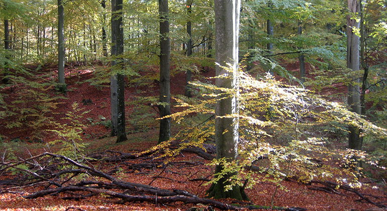 Bokskog.