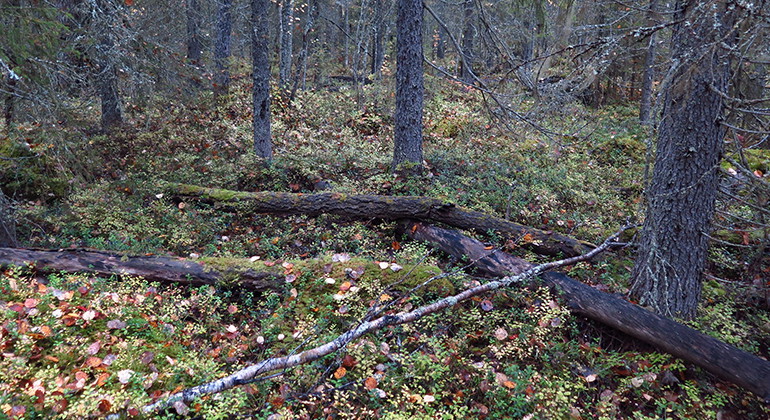 Det finns gott om död ved kvar i skogen, vilket är bra för många hotade arter. 