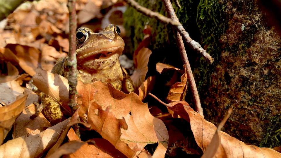 Vanlig groda tittar ut