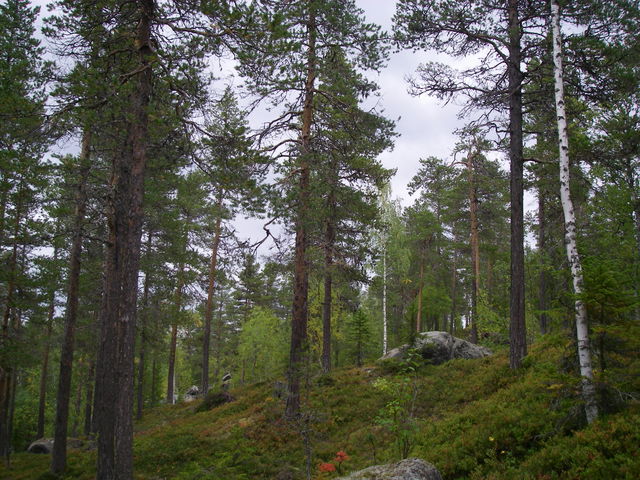 Båthushöjden