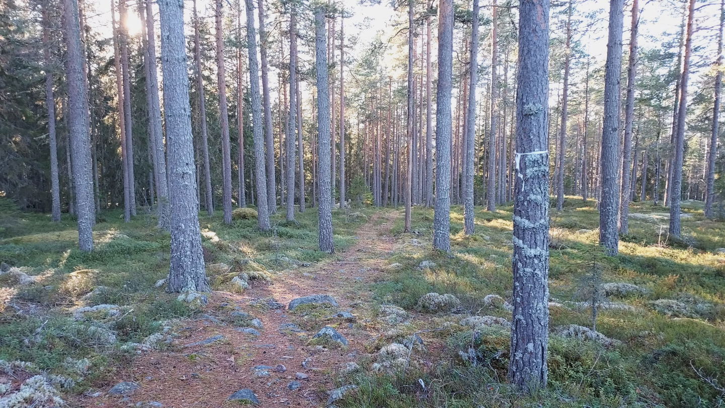 Fin skog nära utsikten