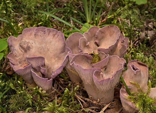 Närbild på några lila trattformade svampar som växer tätt intill varandra på marken.