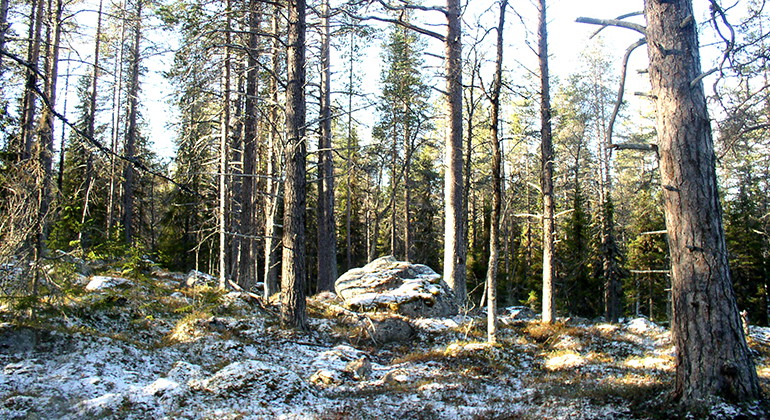 Norra Långträskberget.