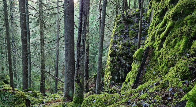 Trolldalen, Naturreservat