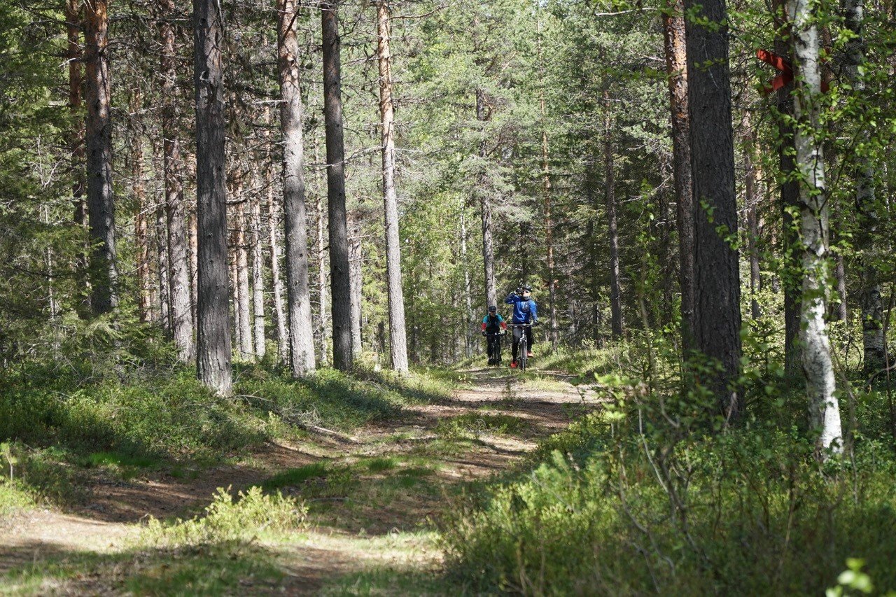 Cykelstigen går delvis på skogsväg