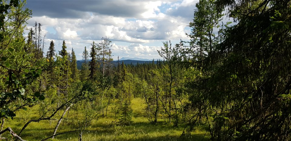 Gammelskog vid Särvfjället - vy söderut mot Sonfjället.