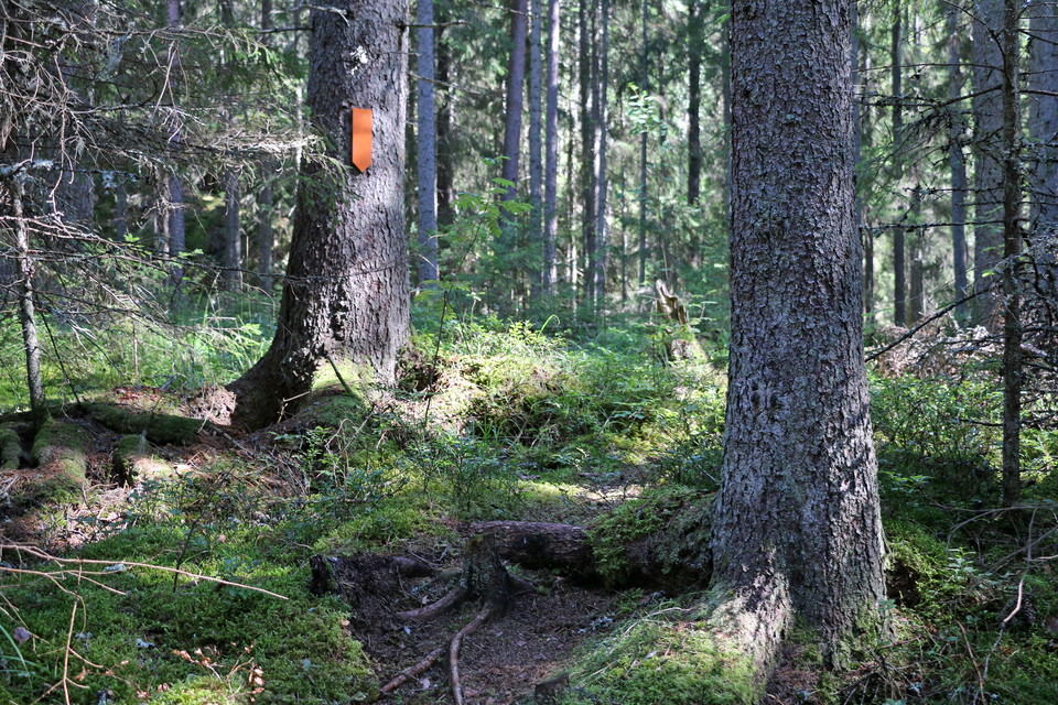 Stig genom granskog, orange ledmarkering i form av en pil.